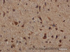 Immunohistochemistry of paraffin-embedded Rat brain using Lep Polyclonal Antibody at dilution of 1:50