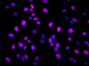 Immunofluorescence analysis of HepG2 cells using Lamin B1 Polyclonal Antibody at dilution of 1:200