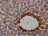 Immunohistochemistry of paraffin-embedded Rat liver using Cst3 Polyclonal Antibody at dilution of 1:50