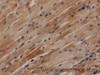 Immunohistochemistry of paraffin-embedded Mouse heart using HAMP Polyclonal Antibody at dilution of 1:50