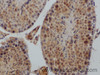 Immunohistochemistry of paraffin-embedded Rat testis using IGF1 Polyclonal Antibody at dilution of 1:50