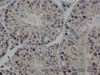 Immunohistochemistry of paraffin-embedded Rat testis using FSH beta Polyclonal Antibody at dilution of 1:50