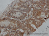 Immunohistochemistry of paraffin-embedded Rat colon using IFNB1 Polyclonal Antibody at dilution of 1:50