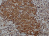 Immunohistochemistry of paraffin-embedded Rat pancreas using IL10 Polyclonal Antibody at dilution of 1:50