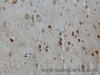 Immunohistochemistry of paraffin-embedded Mouse brain using IL10 Polyclonal Antibody at dilution of 1:50