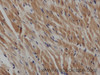 Immunohistochemistry of paraffin-embedded Rat heart using IL2 Polyclonal Antibody at dilution of 1:50