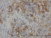 Immunohistochemistry of paraffin-embedded Rat spleen using Metallothionein Polyclonal Antibody at dilution of 1:50