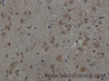 Immunohistochemistry of paraffin-embedded Rat brain using AKT1 Polyclonal Antibody at dilution of 1:50