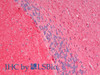 Immunohistochemistry analysis of paraffin-embedded Human Cerebellum using S100B Polyclonal Antibody(Elabscience® Product Detected by Lifespan).