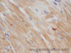 Immunohistochemistry of paraffin-embedded Rat heart using CD48 Polyclonal Antibody at dilution of 1:50