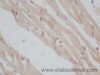 Immunohistochemistry of paraffin-embedded Mouse heart using ERG Polyclonal Antibody at dilution of 1:50