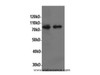 Western Blot analysis of Hela and A549 cells using STAT1 Polyclonal Antibody at dilution of 1:600