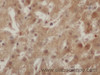 Immunohistochemistry of paraffin-embedded Rat liver using ENO1 Polyclonal Antibody at dilution of 1:50