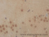 Immunohistochemistry of paraffin-embedded Mouse brain using PBK Polyclonal Antibody at dilution of 1:50