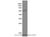 Western Blot analysis of Hela cells using PPARA Polyclonal Antibody at dilution of 1:600