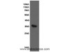 Western Blot analysis of Hela cells using CDK1 Polyclonal Antibody at dilution of 1:600