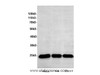 Western Blot analysis of HeLa, Raji and 293Tcells using UQCRFS1 Polyclonal Antibody at dilution of 1:600