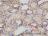 Immunohistochemistry of paraffin-embedded Rat kidney using COX5B Polyclonal Antibody at dilution of 1:50