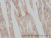 Immunohistochemistry of paraffin-embedded Mouse heart using COX5B Polyclonal Antibody at dilution of 1:50