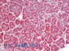Immunohistochemistry analysis of paraffin-embedded Human Pancreas using COX5B Polyclonal Antibody(Elabscience® Product Detected by Lifespan).