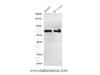 Western Blot analysis of HepG2 and Mouse liver using PDIA5 Polyclonal Antibody at dilution of 1:600