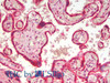 Immunohistochemistry analysis of paraffin-embedded Human Placenta using PDIA5 Polyclonal Antibody(Elabscience® Product Detected by Lifespan).