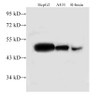 Western Blot analysis of HepG2, A431 cells and Rat brain using TUFM Polyclonal Antibody at dilution of 1:500