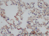 Immunohistochemistry of paraffin-embedded Rat lung using IFNG Polyclonal Antibody at dilution of 1:50