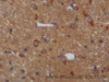 Immunohistochemistry of paraffin-embedded Mouse brain using IFNG Polyclonal Antibody at dilution of 1:50