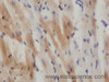 Immunohistochemistry of paraffin-embedded Rat heart using FABP3 Polyclonal Antibody at dilution of 1:50