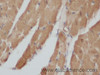 Immunohistochemistry of paraffin-embedded Mouse heart using ENO3 Polyclonal Antibody at dilution of 1:50