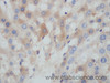 Immunohistochemistry of paraffin-embedded Rat liver using BCL2L15 Polyclonal Antibody at dilution of 1:50