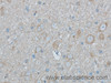 Immunohistochemistry of paraffin-embedded Rat brain using PAFAH1B2 Polyclonal Antibody at dilution of 1:50