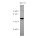 Western Blot analysis of NIH/3T3 cell using PRKACA Polyclonal Antibody at dilution of 1:500