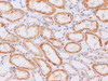 Immunohistochemistry of paraffin-embedded Human kidney using MMP3 Polyclonal Antibody at dilution of 1:200