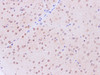 Immunohistochemistry of paraffin-embedded Mouse brain using Tinagl1 Polyclonal Antibody at dilution of 1:200