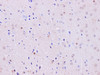 Immunohistochemistry of paraffin-embedded Mouse brain using Hoxa1 Polyclonal Antibody at dilution of 1:100