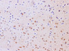 Immunohistochemistry of paraffin-embedded Mouse brain using JNK2 Polyclonal Antibody at dilution of 1:200