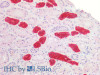 Immunohistochemistry of paraffin-embedded Human kidney using UMOD Polyclonal Antibody at dilution of 1:200(Elabscience® Product Detected by Lifespan).