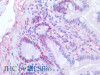 Immunohistochemistry of paraffin-embedded Human small intestine  using CDC46 Polyclonal Antibody at dilution of 1:200(Elabscience® Product Detected by Lifespan).