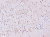 Immunohistochemistry of paraffin-embedded Mouse brain using gamma Tubulin Polyclonal Antibody at dilution of 1:200
