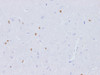 Immunohistochemistry of paraffin-embedded Rat brain using Fgf2 Polyclonal Antibody at dilution of 1:100