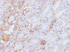 Immunohistochemistry of paraffin-embedded Rat kidney using IFITM3 Polyclonal Antibody at dilution of 1:100