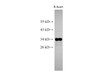 Western Blot analysis of Rat heart using Cytochrome c1 Polyclonal Antibody at dilution of 1:500