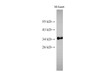 Western Blot analysis of Mouse heart using Cytochrome c1 Polyclonal Antibody at dilution of 1:500