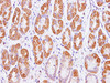 https://file.elabscience.com//image/antibody/EA/E-AB-40271-IHC02.jpg