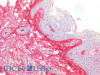 https://file.elabscience.com//image/antibody/EA/E-AB-40278-IHC04.jpg