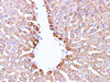 Immunohistochemistry of paraffin-embedded Mouse liver using Serpina1 Polyclonal Antibody at dilution of 1:100