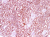 Immunohistochemistry of paraffin-embedded Human kidney using IHH Polyclonal Antibody at dilution of 1:100(100×)