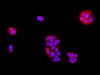 https://file.elabscience.com//image/antibody/EA/E-AB-40282-IF02.jpg